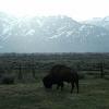 buffalo-tetons