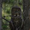 owl-eyes