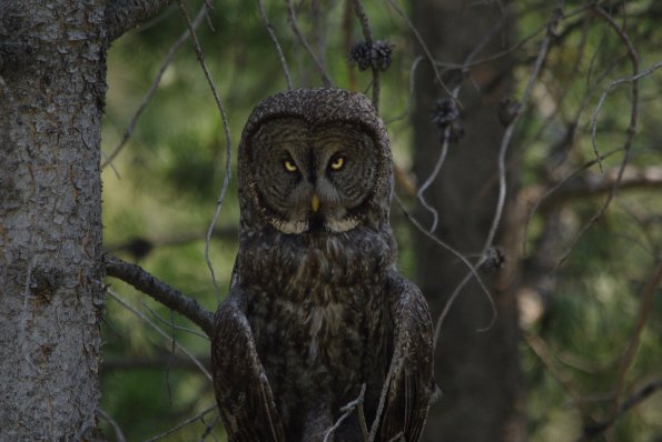 owl-eyes
