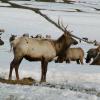 winter-elk-star-valley-WY