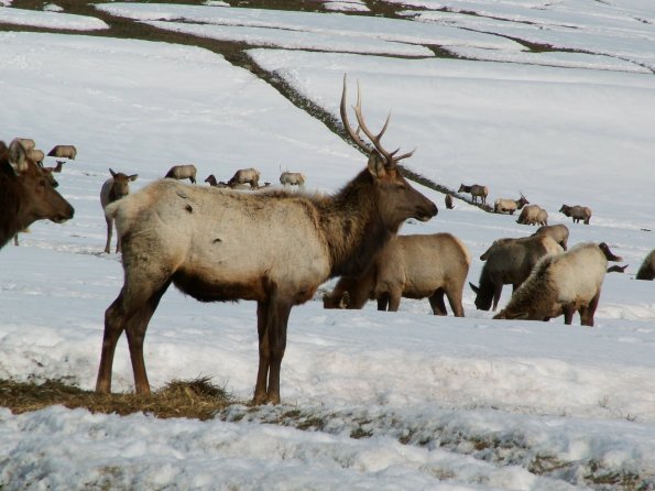 winter-elk-star-valley-WY