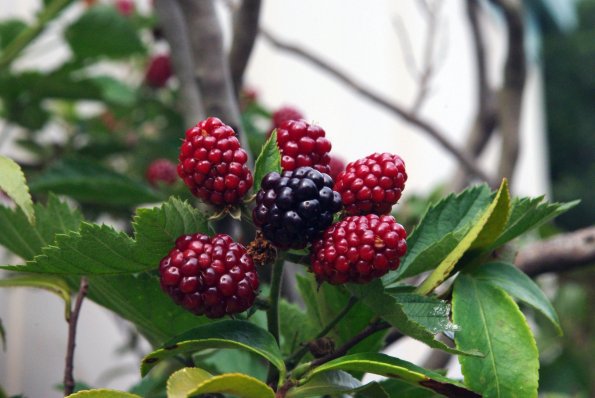 JapaneseBerries