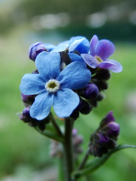 forgetmenots