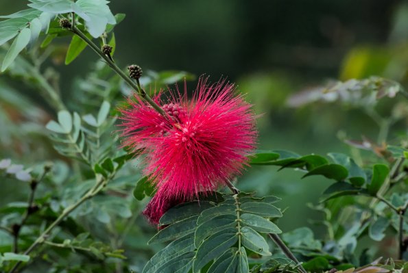 rainy-day-red-puff