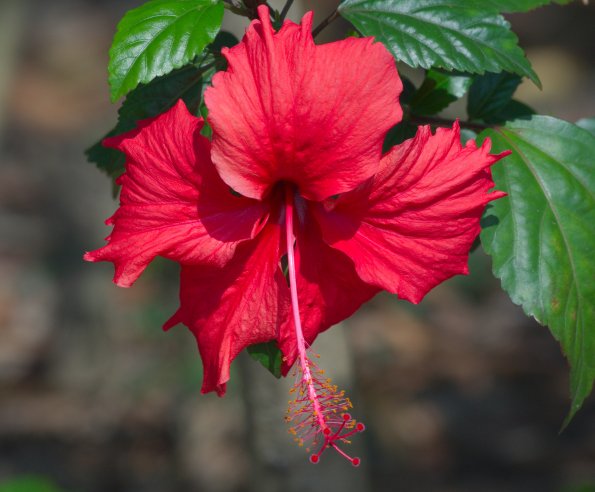 red-trumpet