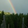 hoback rainbow